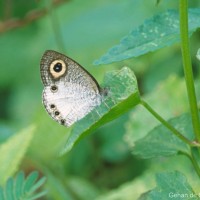 Ypthima ceylonica Hewitson, 1864